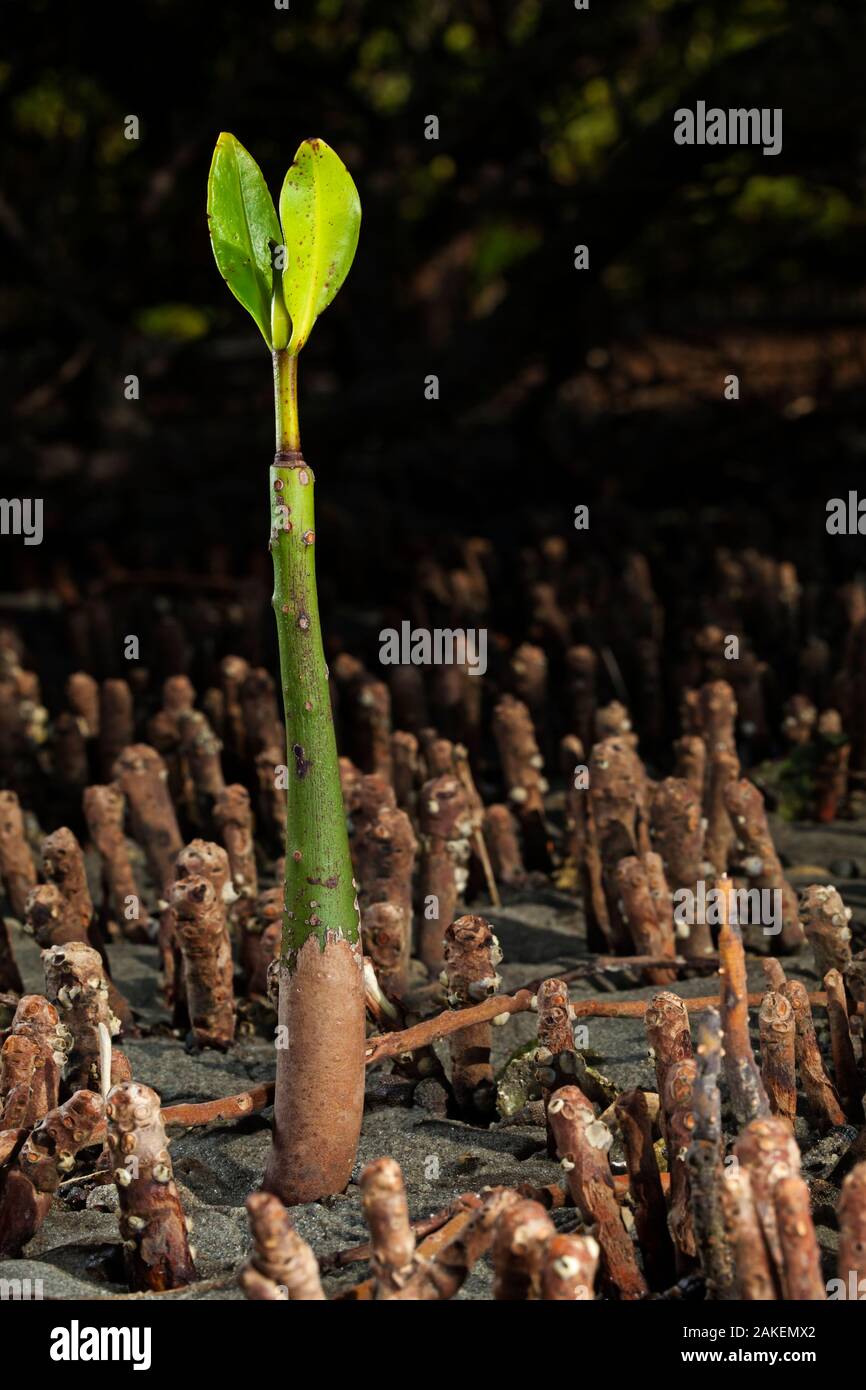 Mangrove rouge (Rhizophora mangle), Bahia Magdalena, péninsule de Basse-Californie, Mexique, juin Banque D'Images