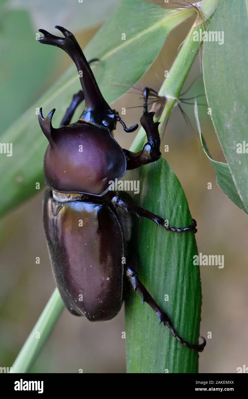 allomyrina-dichotoma-banque-de-photographies-et-d-images-haute