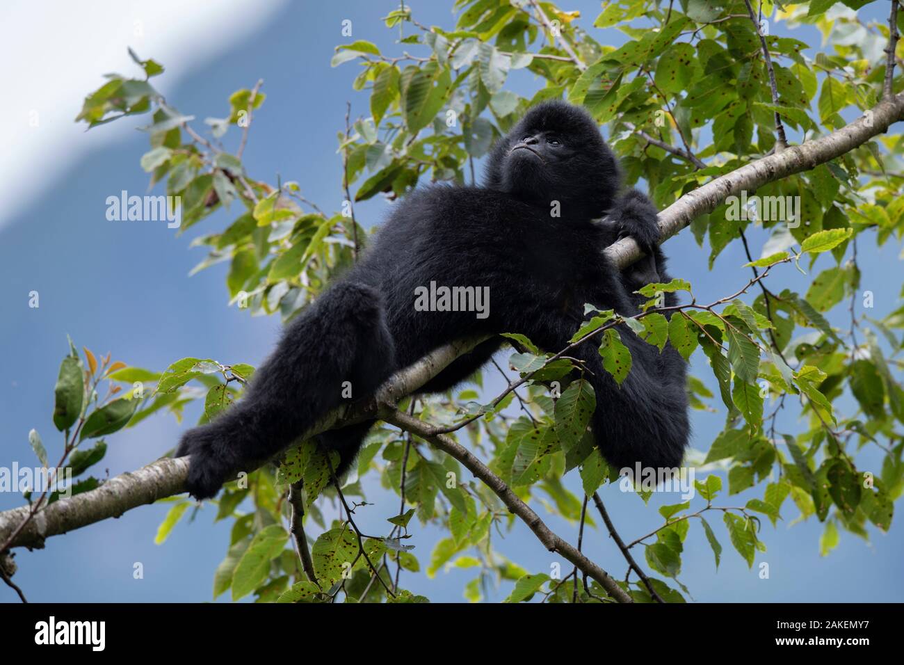 Yunnan Central black crested gibbon (Nomascus concolor jingdongensis), mâle alpha se prélasser dans arbre. Wuliangshan Réserve Naturelle, Jingdong, Province du Yunnan, Chine. Banque D'Images