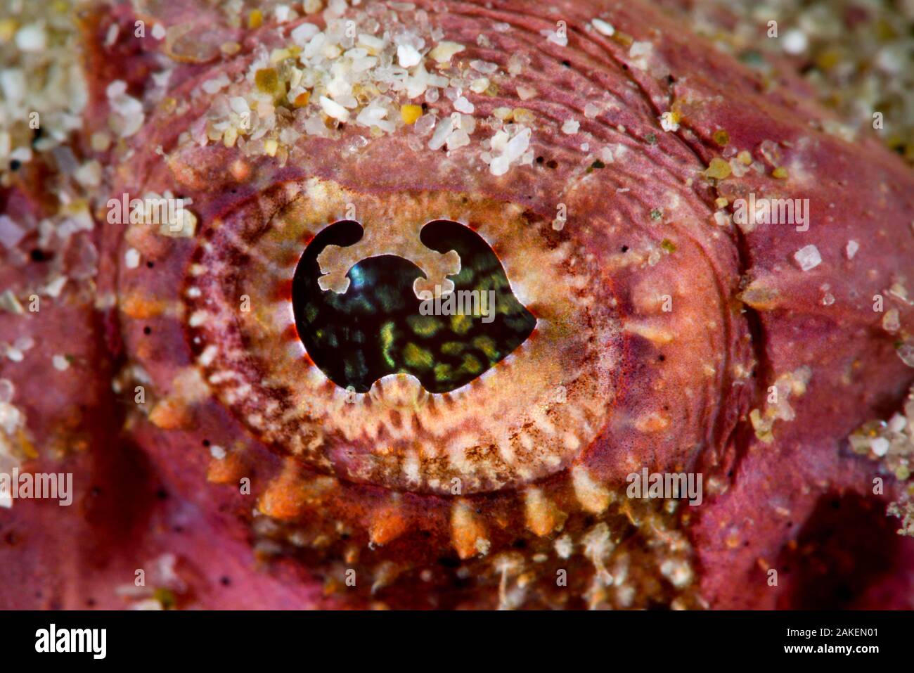 Devil scorpionfish (Scorpaenopsis diabolus) close up of eye, Pak Lap Tsai, Sai Kung, Hong Kong, Chine. Banque D'Images