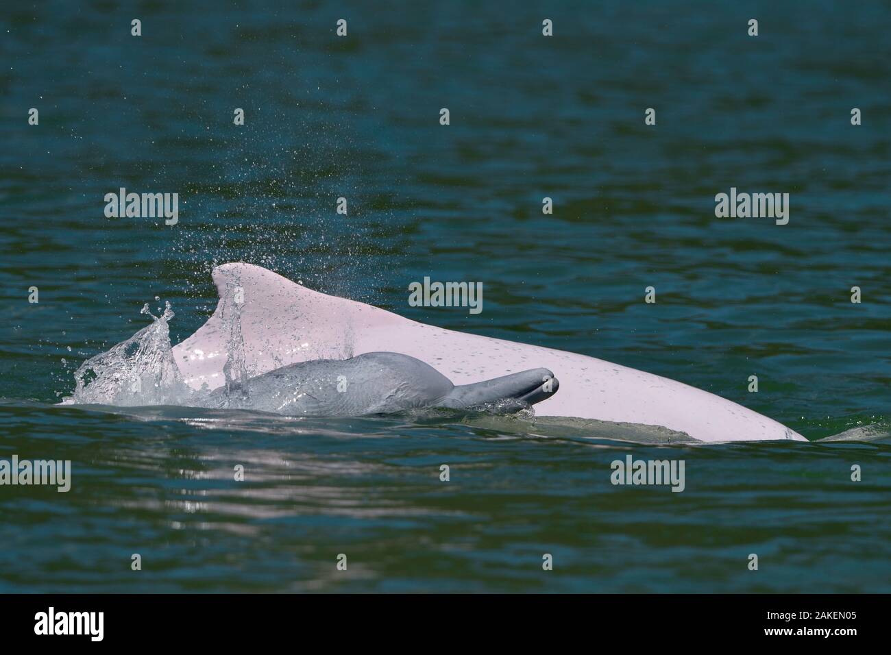 Les dauphins à bosse de l'Indo-Pacifique (Sousa chinensis) à la surface, Tai O, Lantau Island, Hong Kong, Chine Banque D'Images