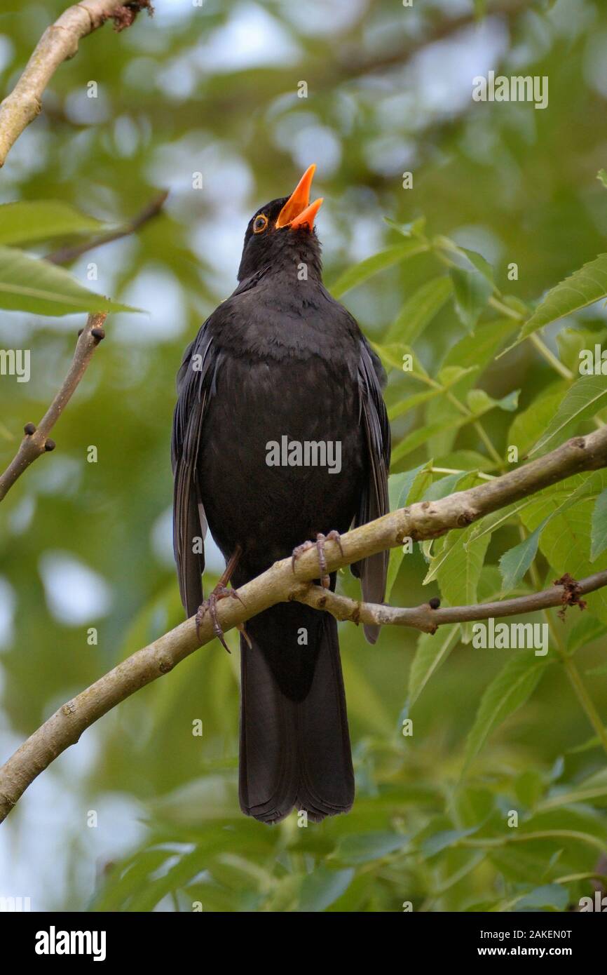 Blackbird (Turdus merula), tandis que le chant des hommes perchés dans le frêne (Fraxinus excelsior) arbre, près de Bath, Angleterre, Royaume-Uni. Mai. Banque D'Images