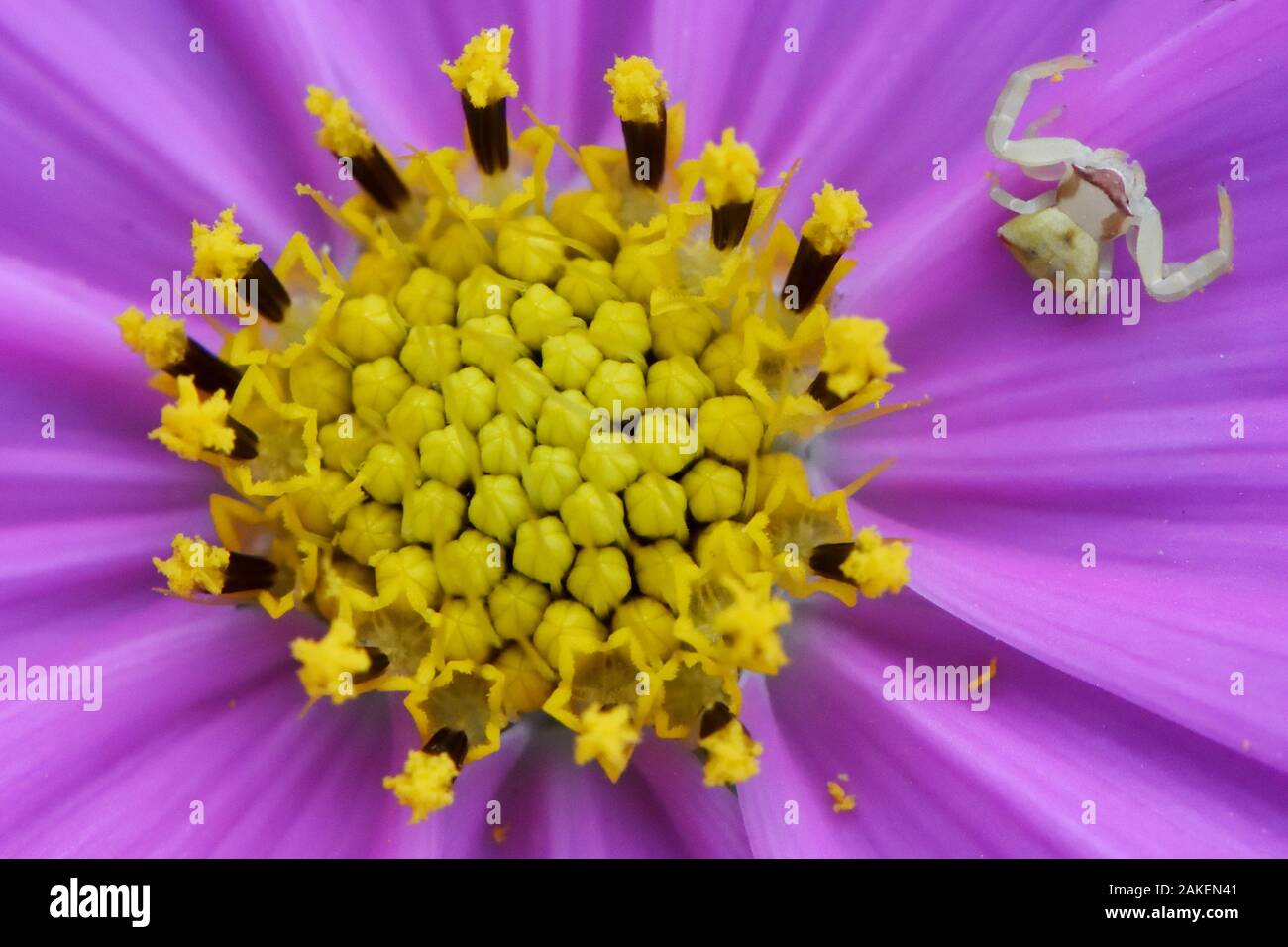 Araignée crabe Misumena (sp) assis sur une fleur de chrysanthème dans une attente de prier, lac East Greenway Park, Wuhan, Hubei, Chine Banque D'Images