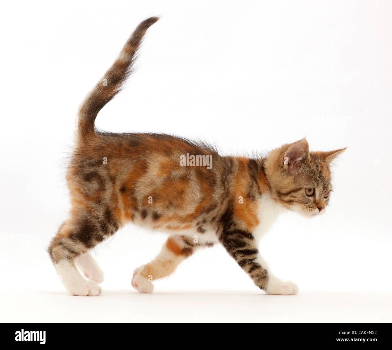 L'écaille tabby-chaton, l'âge de 10 semaines, de marcher à travers. Banque D'Images
