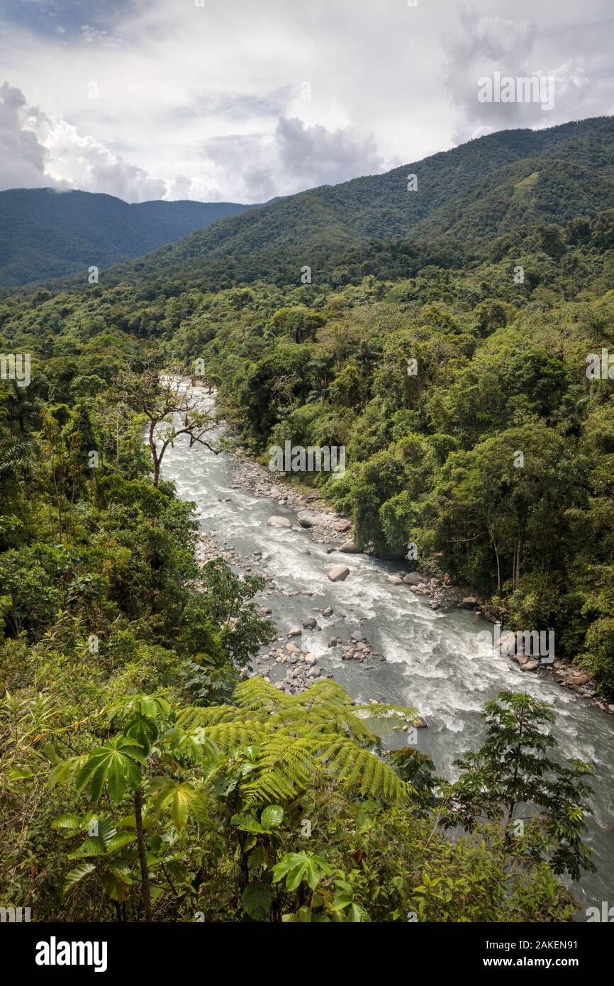 Rivière qui traverse la forêt de nuages, Réserve de la biosphère de Manu, l'Amazonie, au Pérou. Banque D'Images