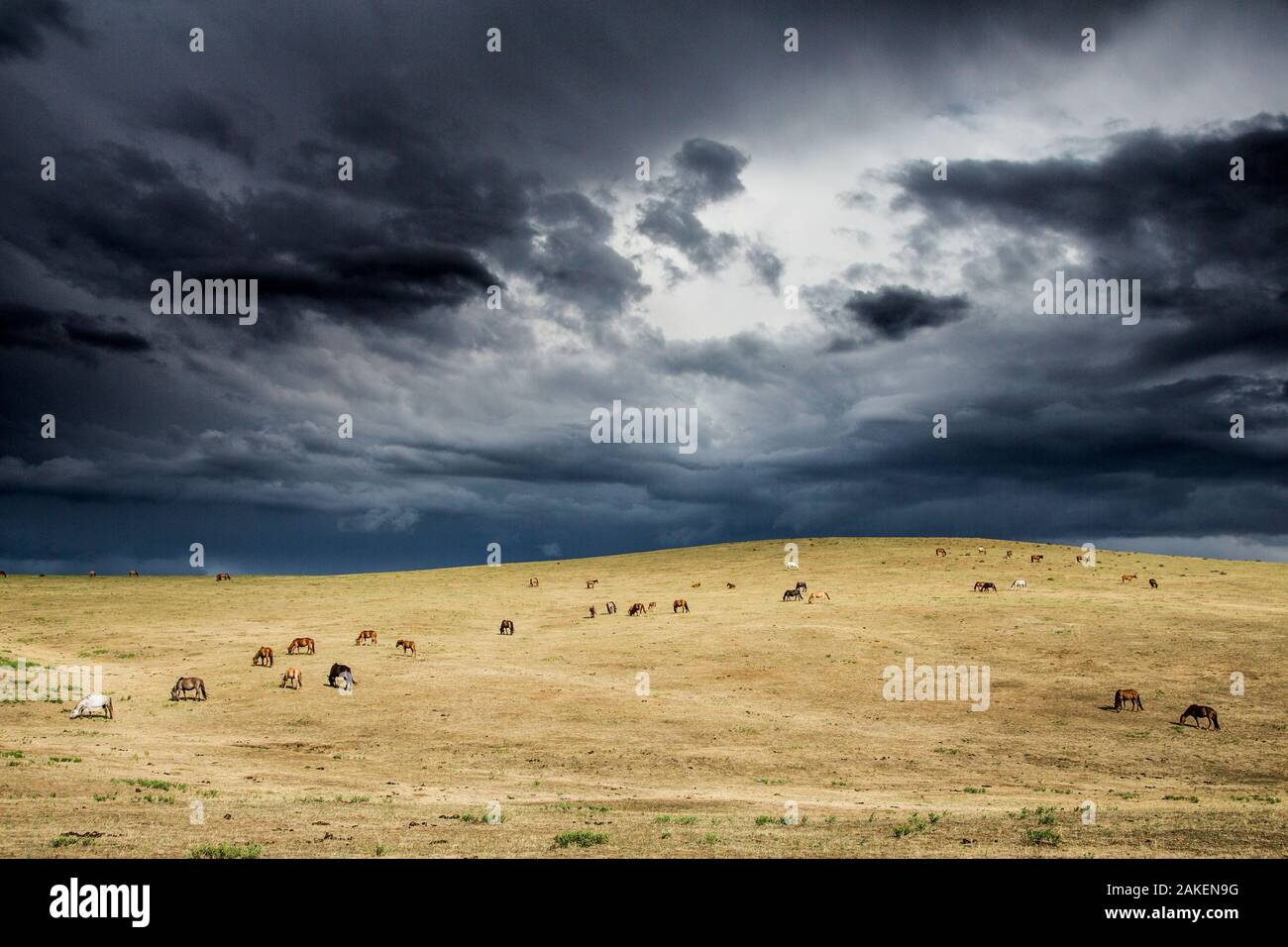 Les chevaux qui paissent dans les prairies steppiques, Altanbulag, la Mongolie. Banque D'Images
