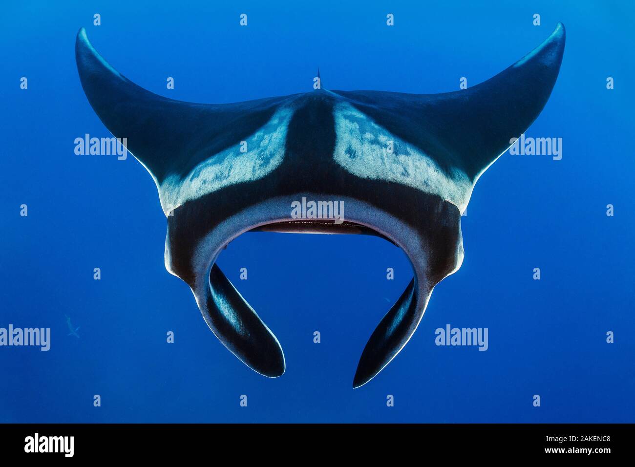 Oceanic manta (Mobula birostris). Cousins Rock, l'île de San Salvador, l'île de Santiago, au Parc National des Galapagos, îles Galapagos. À l'Est de l'océan Pacifique. Banque D'Images