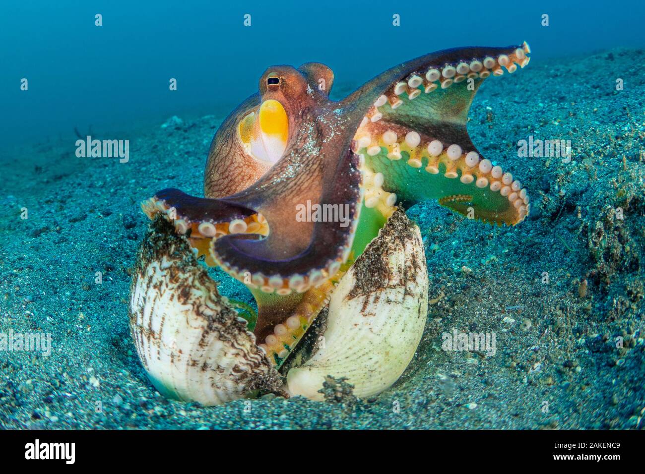Un grand angle de vue macro d'un poulpe persillés ( Amphioctopus marginatus) les étirements de son emballage den dans un vieux clam shell. Bitung, nord de Sulawesi, en Indonésie. Détroit de Lembeh, Mer Moluques. Banque D'Images