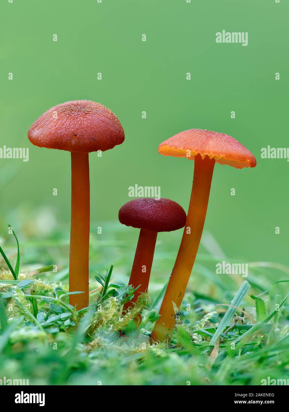 Vermillion (Waxcap Hygrocybe miniata) Groupe de trois toadstools, Buckinghamshire, Angleterre, Royaume-Uni, octobre - accent empilés Banque D'Images