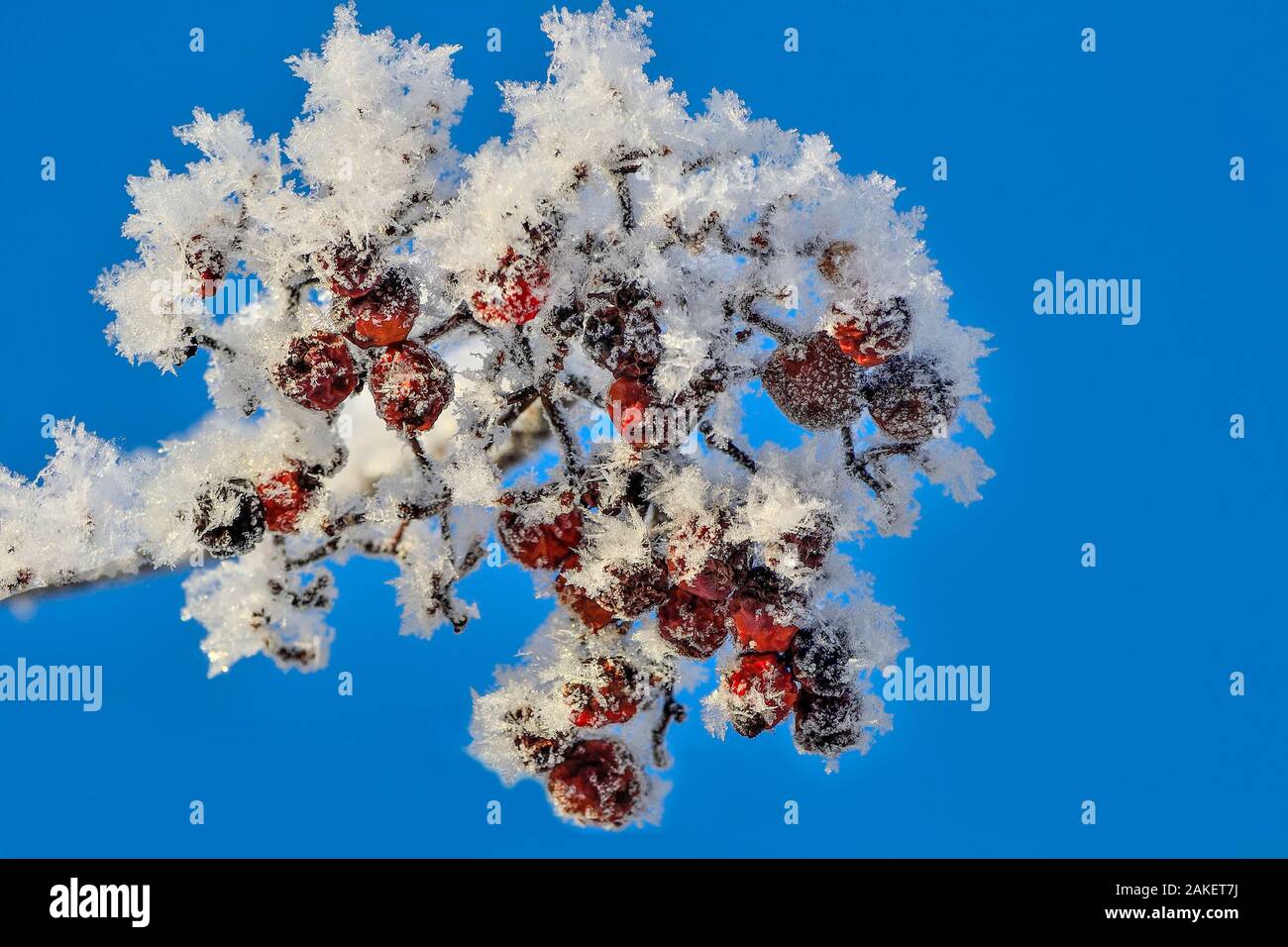 Grappe de baies rowan rouge avec hoarfrost couvert de près, sur fond de ciel bleu. Belle décoration de la nature et de saison d'hiver de l'hiver Banque D'Images