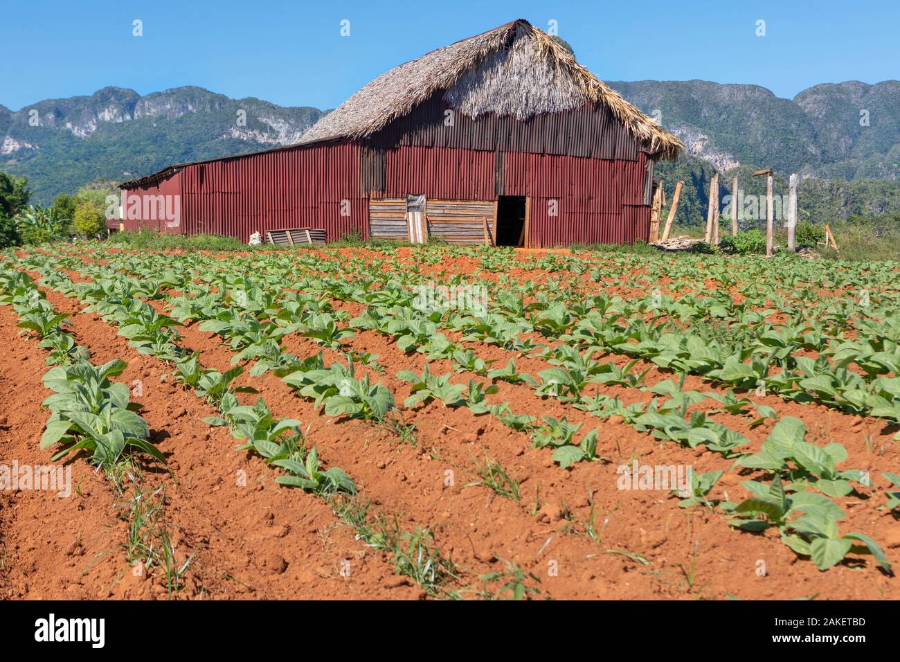 Un hangar agricole avec les plants de haricots verts en Vallée de Vinales, Cuba Banque D'Images