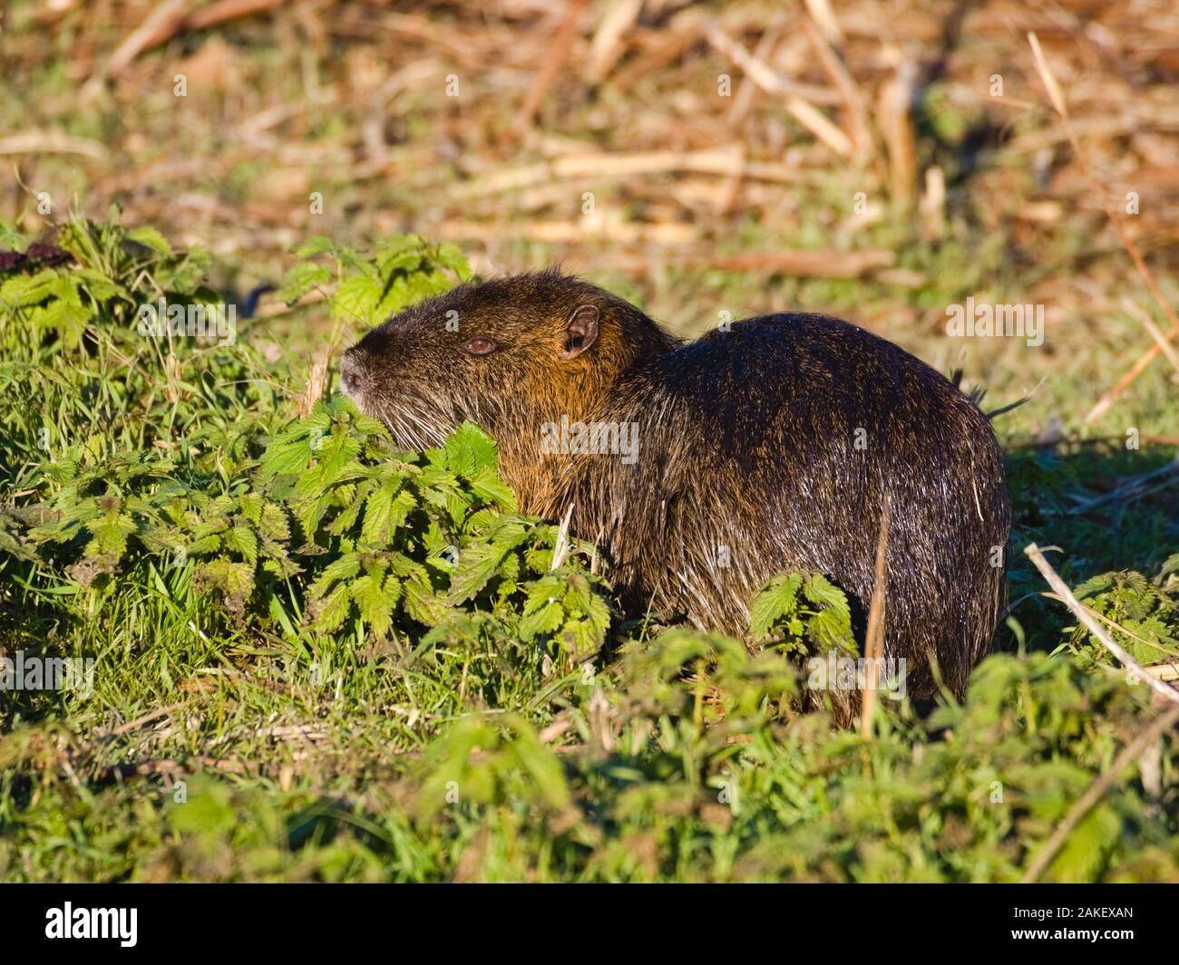 Ou ragondin Ragondin (Myocastor coypus) : un grand herbivore rongeur semi-aquatique, avec un pelage brun nourrir près d'une rivière dans la plaine. Sa destructi Banque D'Images