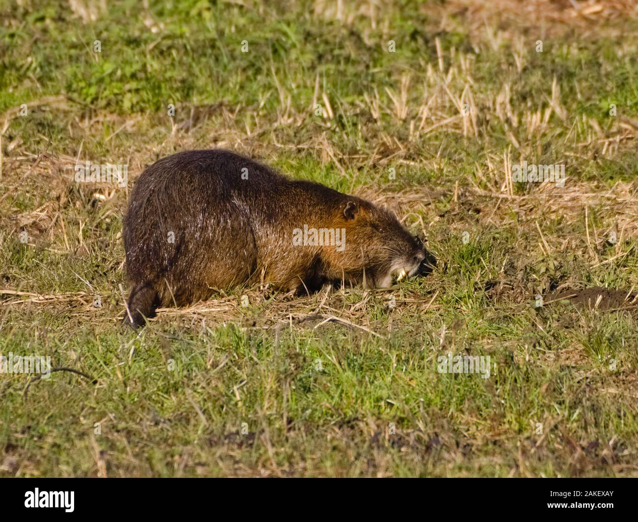 Ou ragondin Ragondin (Myocastor coypus) : un grand herbivore rongeur semi-aquatique, avec un pelage brun nourrir près d'une rivière dans la plaine. Sa destructi Banque D'Images