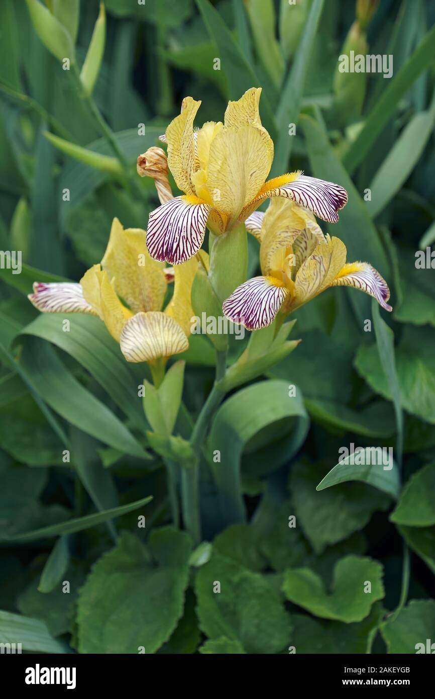 Doux panaché Iris (Iris variegata). Appelé aussi Iris hongrois. Banque D'Images