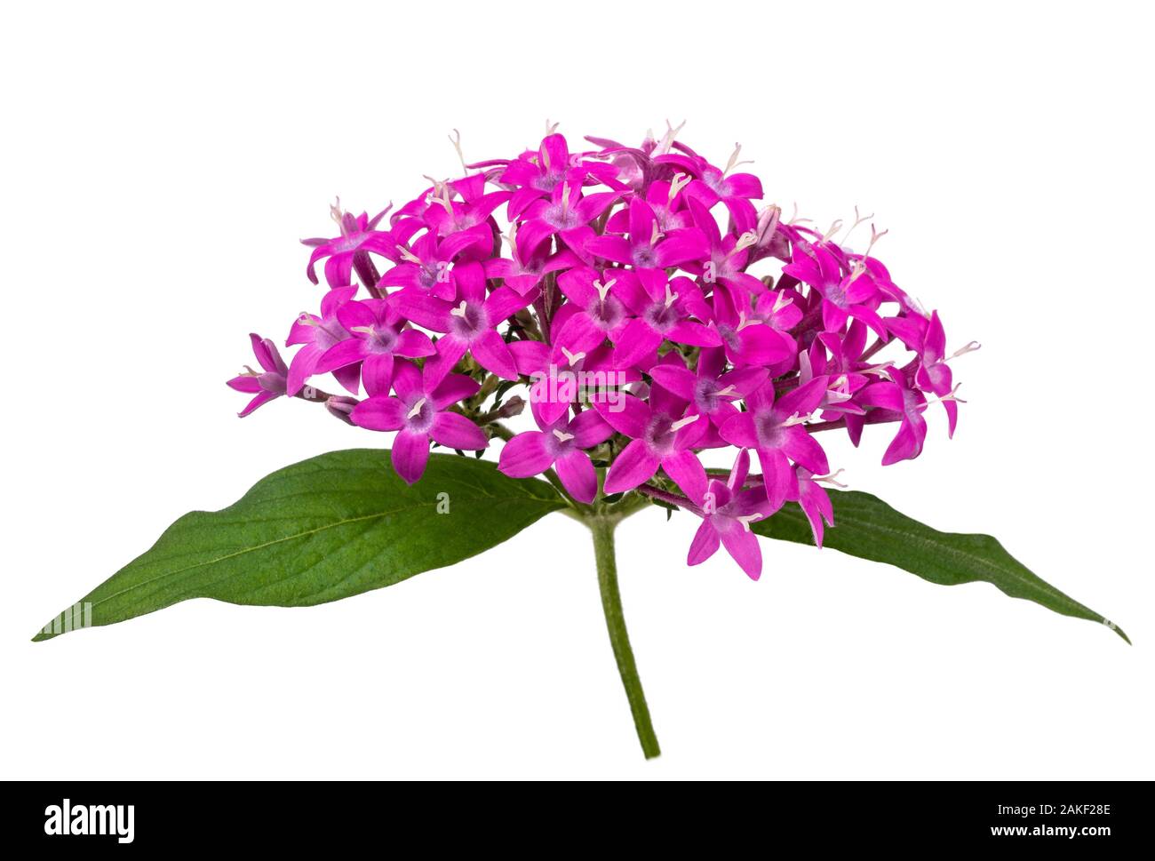 Fleurs du pentas isolé sur fond blanc Banque D'Images