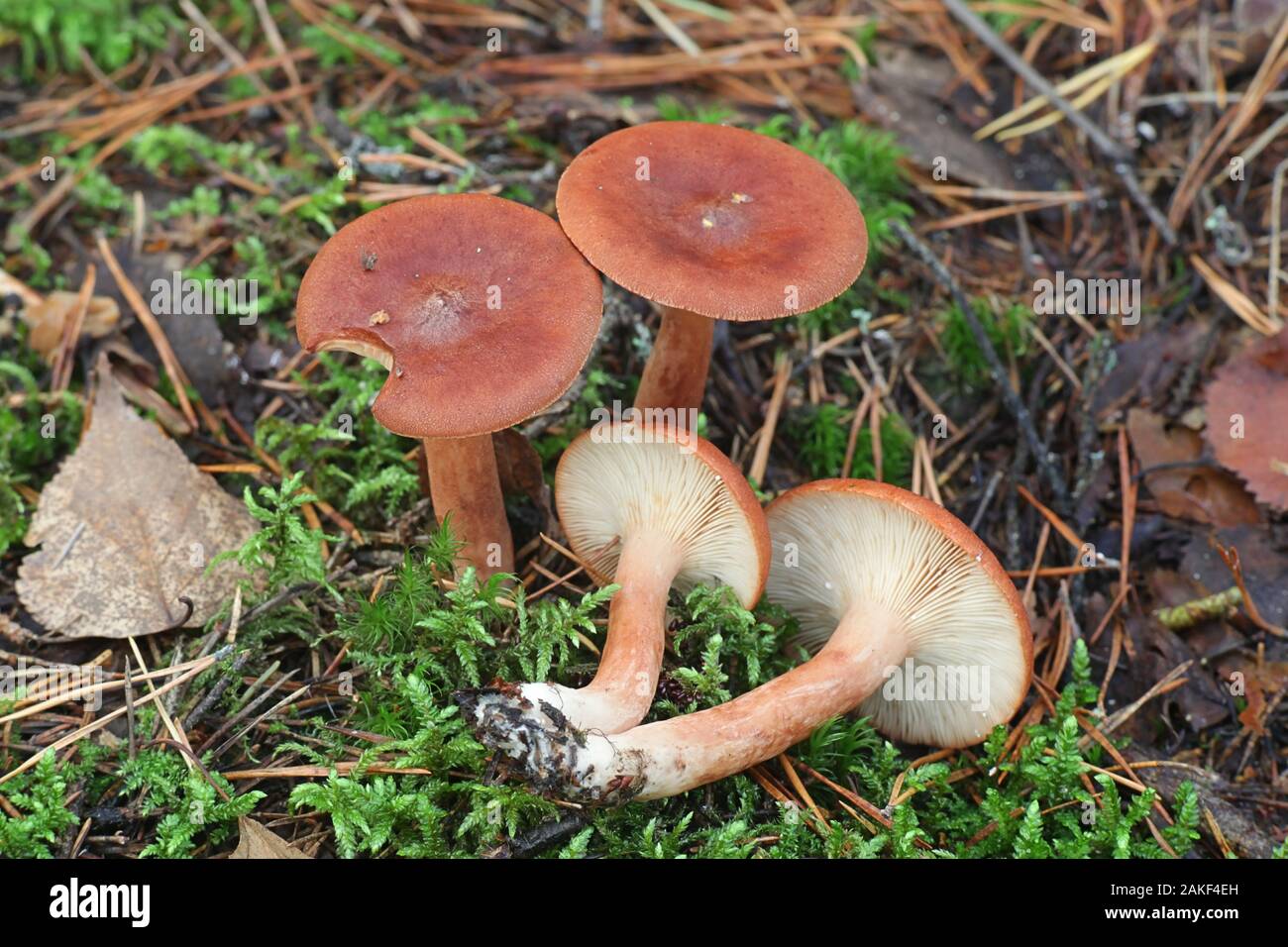 Lactarius rufus, connu sous le nom de Colibri roux milkcap, ou le lait chaud, le rouge des champignons comestibles sauvages de Finlande Banque D'Images