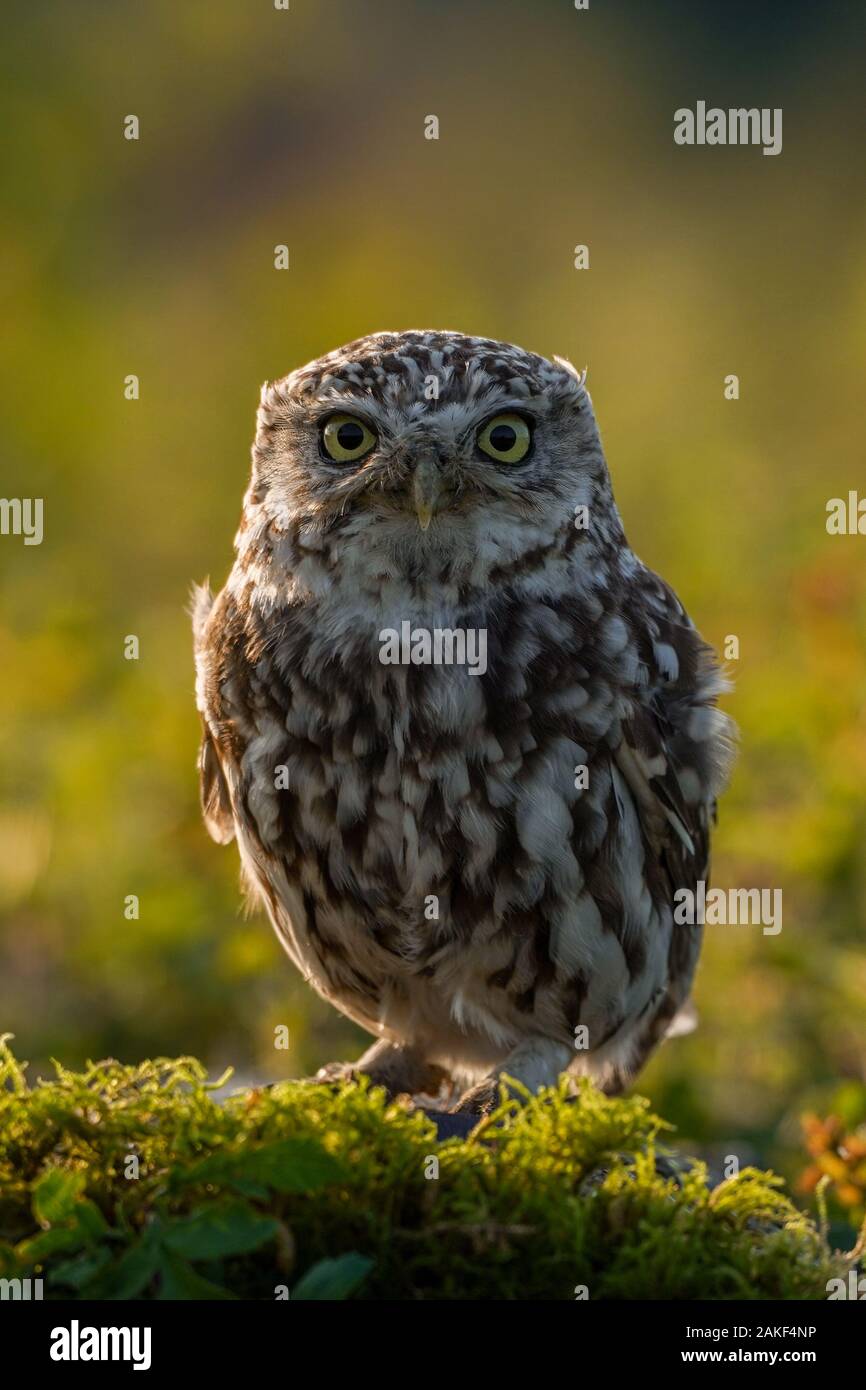 Mâle adulte petit hibou sur une ferme dans le Nord du Pays de Galles, Royaume-Uni Banque D'Images