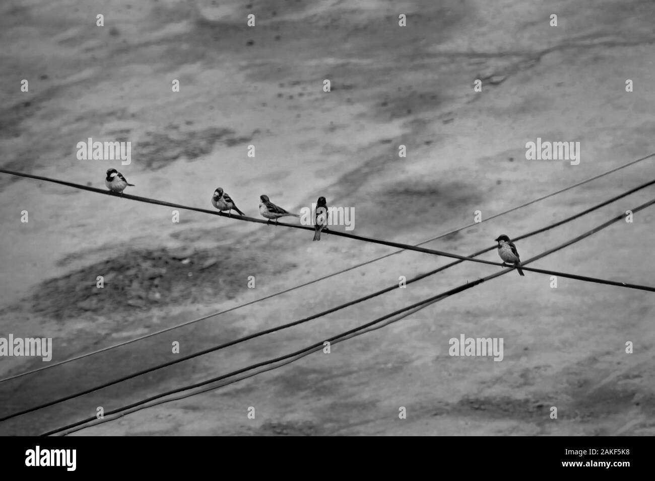 Le noir et blanc cinq petits oiseaux mignons assis sur un fil électrique Banque D'Images