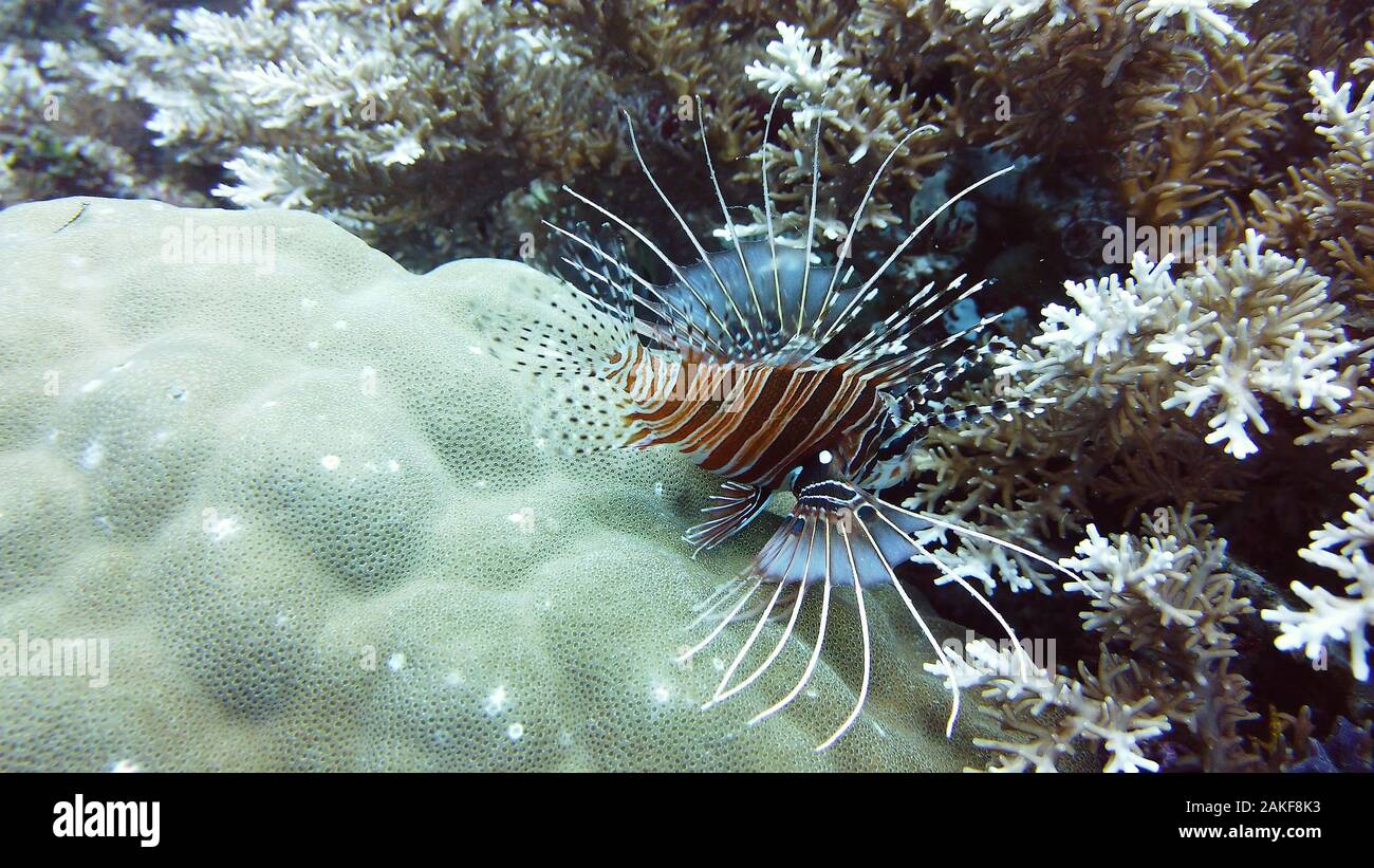 Vue sous-marine à coraux et poissons-papillons et merveilleux. belle sous l'eau poissons colorés et coraux dans le récif tropical. De Leyte, aux Philippines. Banque D'Images