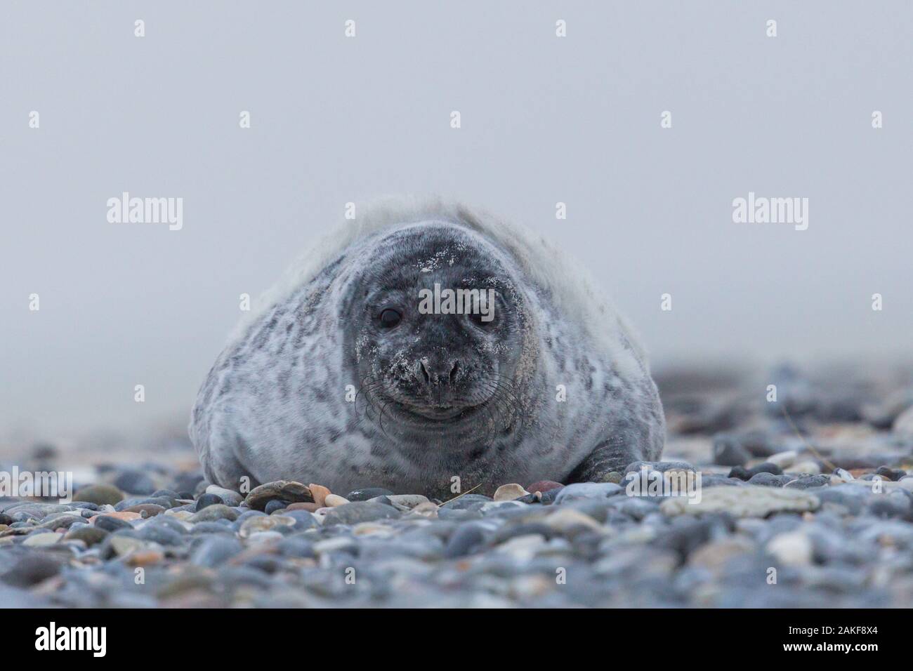 Vue avant les jeunes le phoque gris (Halichoerus grypus) sur la plage de gravier Banque D'Images