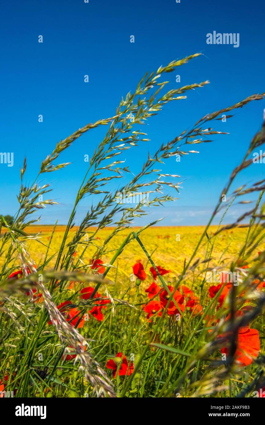 Royaume-uni, Angleterre, Cambridgeshire, champ de coquelicots, coquelicots Banque D'Images