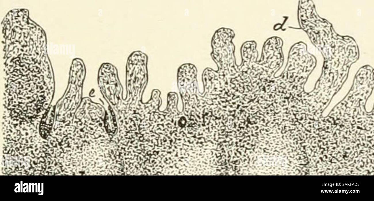 Manuel d'Histologie normale : y compris un compte de l'élaboration des tissus et des organes . éd. dans la partie supérieure du duodénum de nombreuses masses mal défini de tissu adénoïde muqueuse occupythe entre les follicules et représentent l'glandsof lenticulaire l'estomac. Le agminated Peyers glandes, ou des correctifs, sont grandes, ovalgroups près de lymphe-agrégé de follicules, tenue et mélangés pour-gether par tissu adénoïde diffus. Ces patchs sont de taille, andnumber et se limitent généralement à la partie inférieure des deux tiers de l'smallintestine, atteignant leur plus haut développement dans l'iléon, ou Banque D'Images
