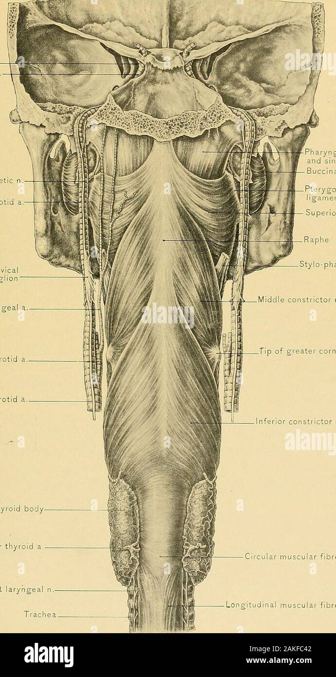 Anatomie chirurgicale : un traité sur l'anatomie humaine dans son  application à la pratique de la médecine et chirurgie . ngeal  superiorlaryngeal le nerf et l'artère pierce thyro-membrane hyoïdes. Près  de la