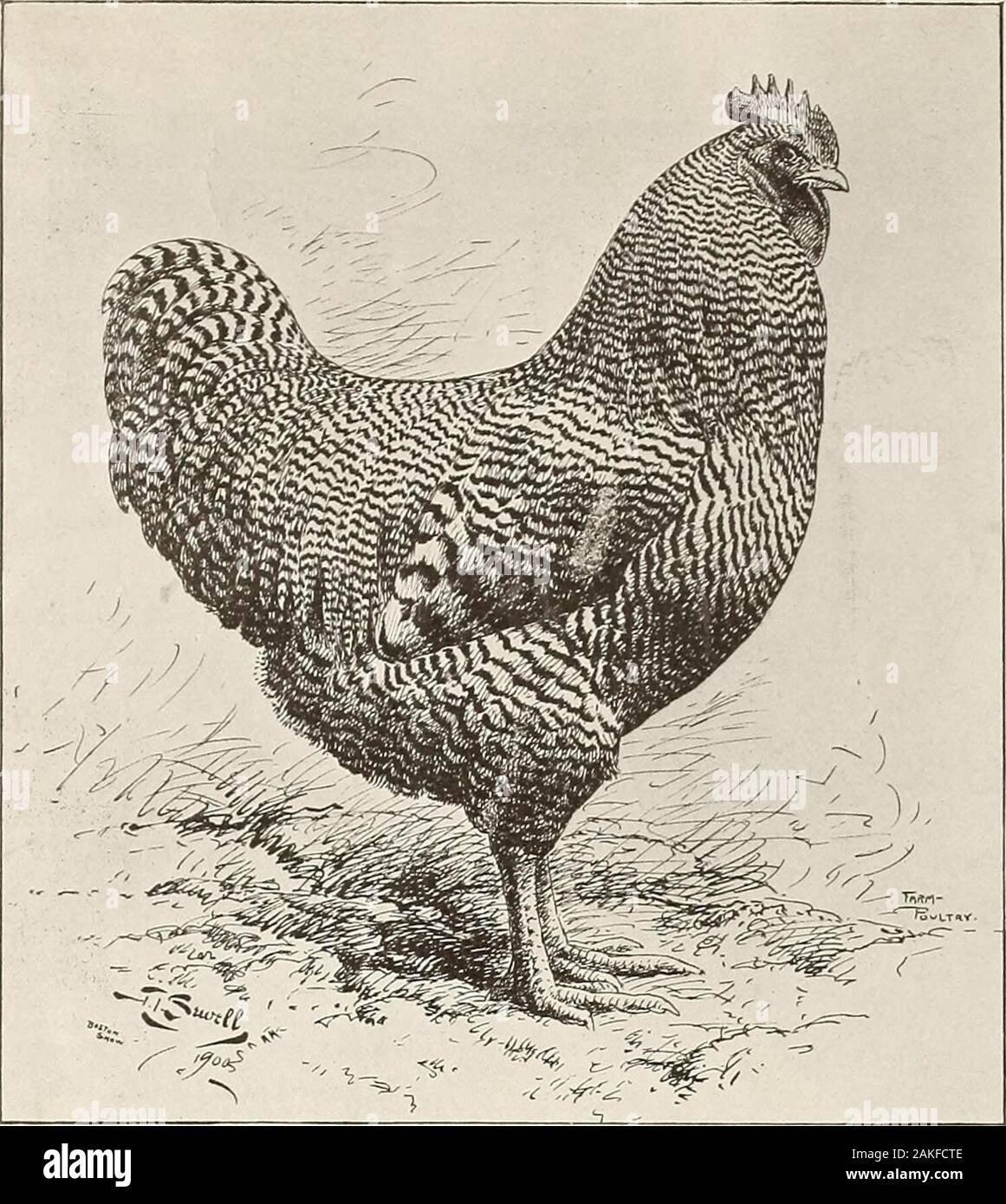 La Ferme Volaille Ck 1 Poule John Evans 1 Stylo Jeu Bantamsacongdon Pyle Rouge J Ck Poule 1 1 Stylo Wm F Wyklc Lawrence Mass Poule 2 1pul J Mays Ckl