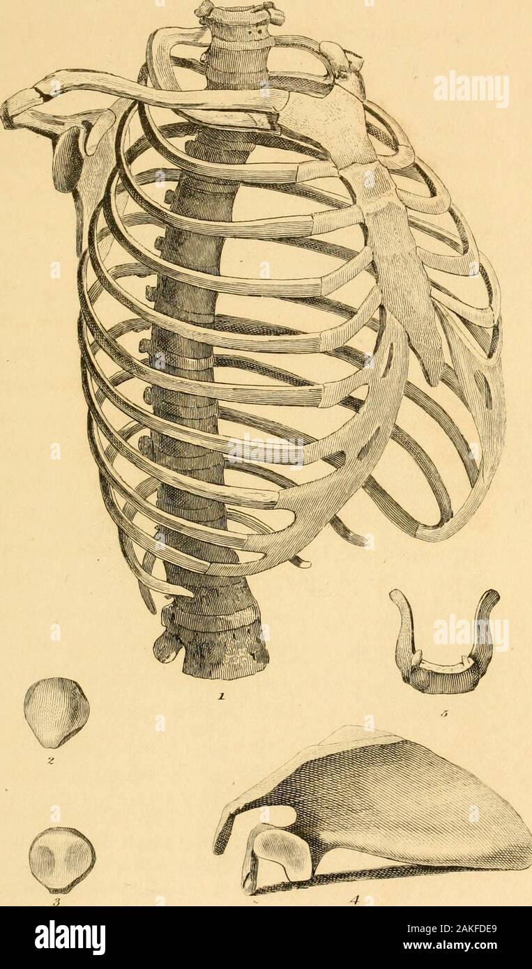 La théologie naturelle : ou, titres de l'existence et les attributs de la divinité : recueillies à partir de l'apparence de la nature . lation bas-quartiers. Mais la base sur laquelle ils reposent à thisend étant fixées, la conséquence de l'obliquité,ou l'inclinaison vers le bas, est, que lorsqu'theycome à déplacer, quels que soient les côtes vers le haut,tire nécessairement, en même temps, tire-les;et que, alors que les côtes sont portées à un rightangle avec la colonne vertébrale en arrière, le sternum, ou la poitrine pour laquelle ils sont fixés à l'avant, isthrust avant. La simple action, par conséquent, de l'élever les muscles ne e Banque D'Images