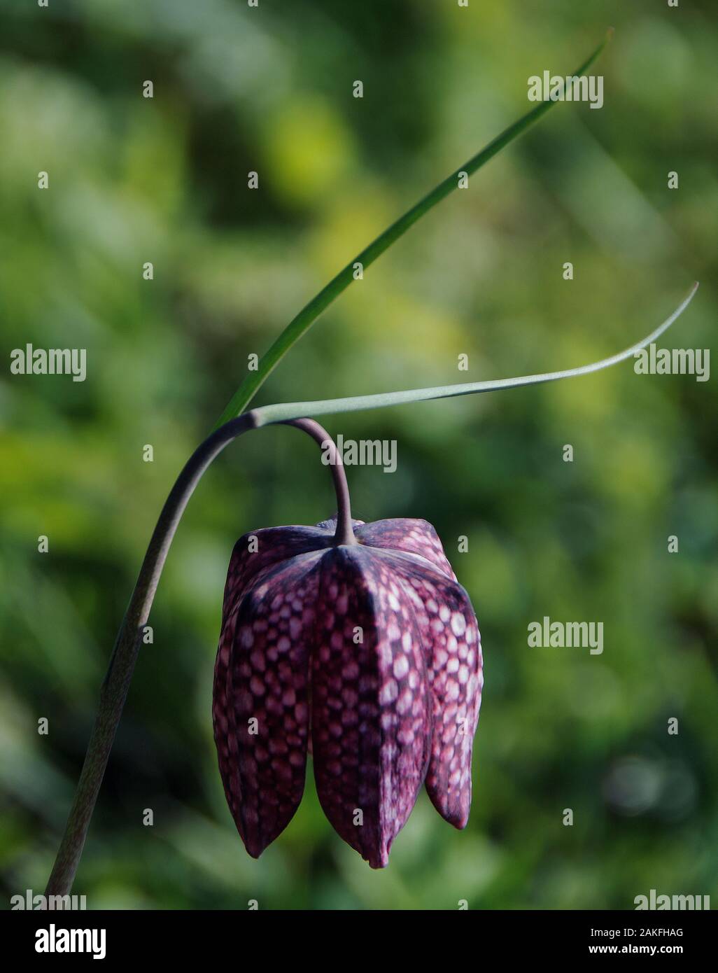 Fritillaria meleagris Banque D'Images