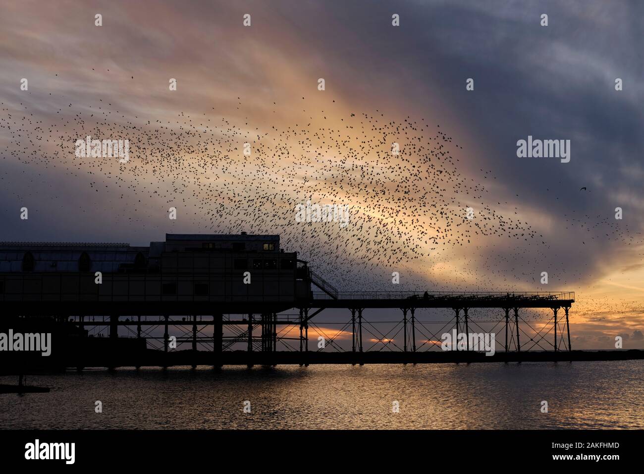 Au cours de l'étourneau murmuration pier à Aberystwyth Banque D'Images