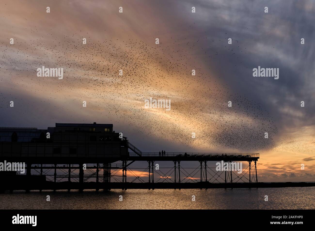 Au cours de l'étourneau murmuration pier à Aberystwyth Banque D'Images