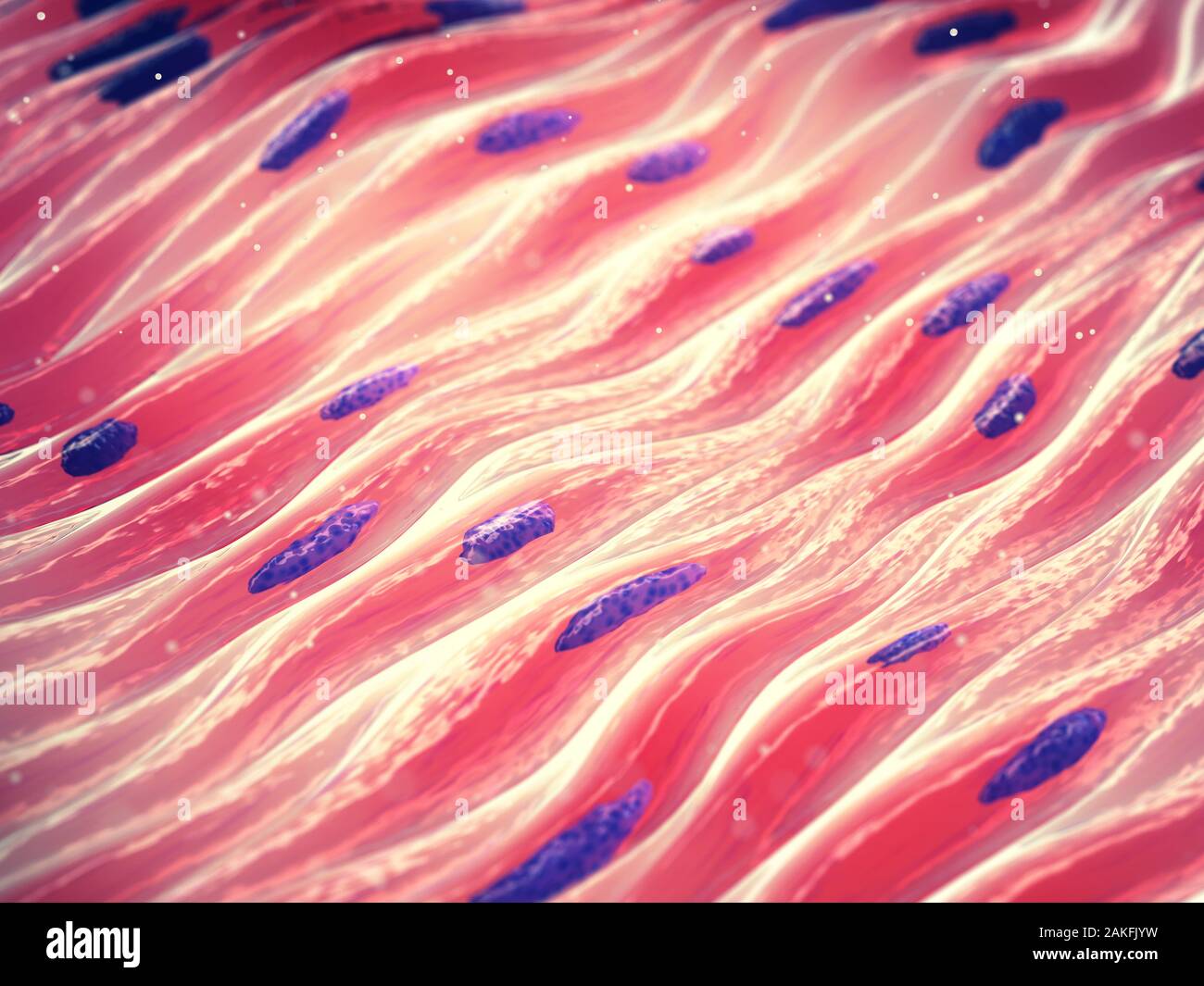 Myocytes, Groupe de cellules musculaires lisses Banque D'Images