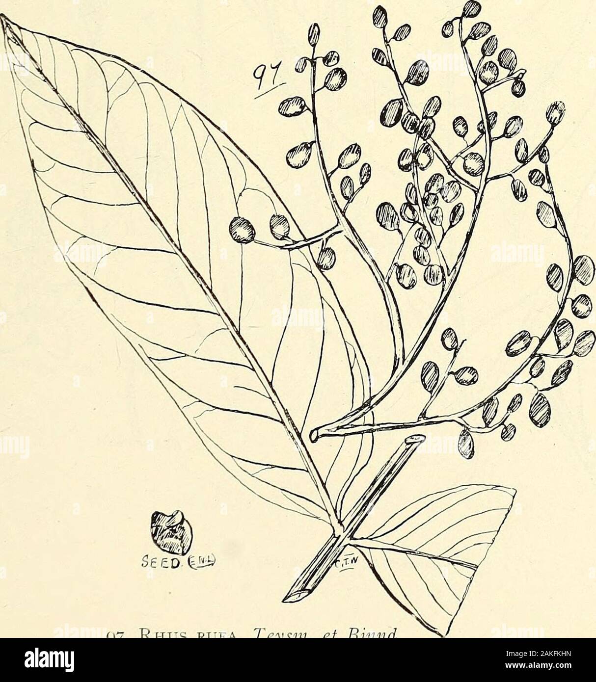 Catalogue complet des plantes du Queensland, les deux peuples et naturalizedTo qui sont ajoutés, si elle est connue, l'autochtone et d'autres noms vernaculaires ; avec de nombreuses illustrations et des notes sur les propriétés, caractéristiques, &c., des plantes . 96. DlSTICHOSTEMON PHYLLOPTERUS, F. C. M.. Seto.^S &lt;j. Rhus rufa, Teysm Binnd. et 122 XLI. ANACARDIACE/E. Banque D'Images