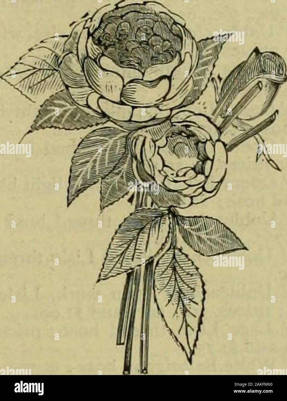 Strawbridge & Clothier's quarterly . BOUQUETS DE FLEURS.. N° I.-Rose Spray ; avec deux grandes roses et bouton ; avec des feuilles. Prix, 25c. chacun. Banque D'Images