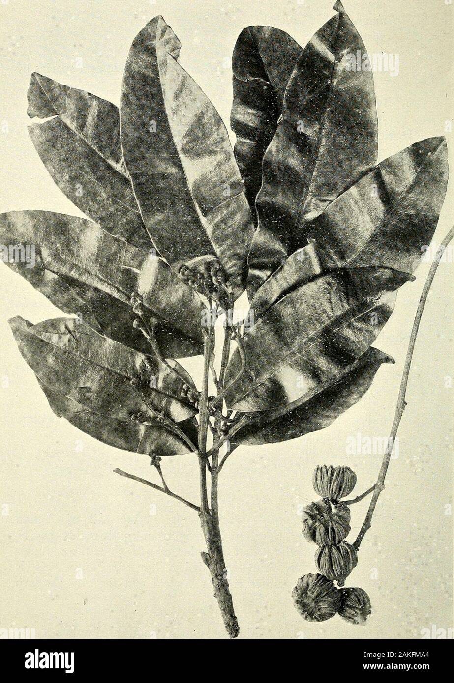 Catalogue complet des plantes du Queensland, les deux peuples et naturalizedTo qui sont ajoutés, si elle est connue, l'autochtone et d'autres noms vernaculaires ; avec de nombreuses illustrations et des notes sur les propriétés, caractéristiques, &c., des plantes . Dodonaa hispidtila  = C. M., Endl. (Fig-96.) Commander XLI.-ANACARDIACE.3E. I.-Anacardie^ tribu ;. Rhus, Linn. rufa, Teysiu. ct Biiiu.  = R. Zoll, rctusa panaciformis,. ; R. F. C. M. (Fig. 97.)Rhodosphaera rhodanthema, Engl., angl.  = Trieh ilia scabra, A. Cunn. - DeepYellow-bois. L'un des plus beaux de notre cabinetwoods.*Mangifera, Linn. indica. Linn.- Banque D'Images