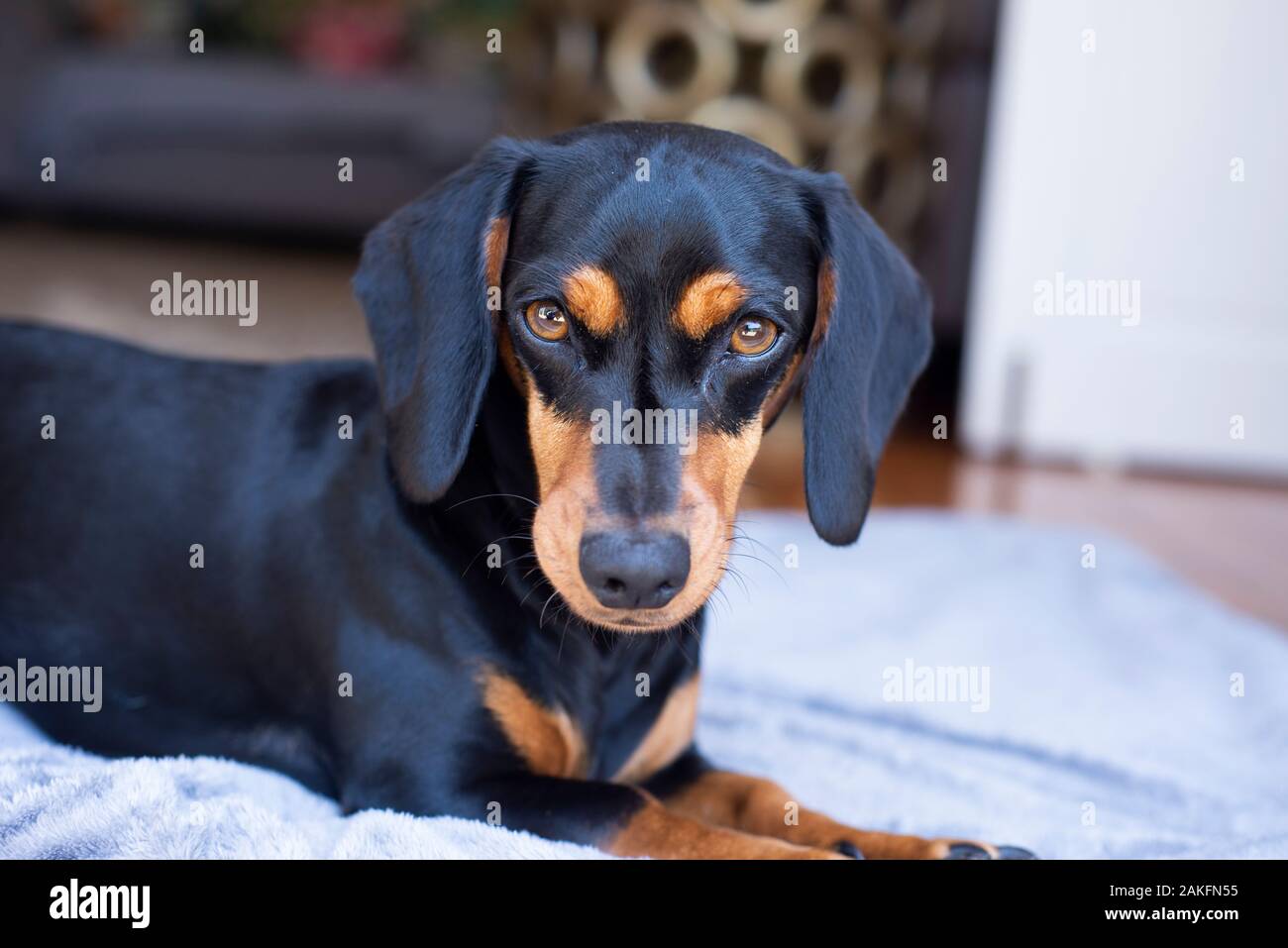 Black And Tan Dachshund, Durban, Afrique Du Sud Banque D'Images