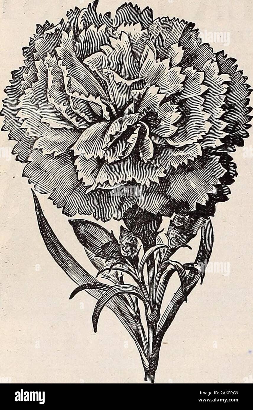 Hastings' seeds : printemps 1912 catalogue . L'Asparagus sprengeri 54 H. G. Hastings & Co., les semenciers, Atlanta, Géorgie.. Les bégonias à fleurs Picta Alba-Belle fleurs roses. Decorus-Finewhite bégonia à fleurs. Hybrida Multiflora extrêmement gratuitement bloomer. Rosypink lumineux de fleurs. Le président Carnot-belle rouge corail.Robusta-beaux récifs de fleurs rouges. Sander-fils !-Un des meilleurs. Les fleurs sont une shadeof rouge cramoisi. Fleurit pendant des mois à la fois. Begonia Rex -Nous0*ca^ supf ?y Rex dans les bégonias meilleures variétés à 25 cents chacun;5 pour 1 $. Cyperus alternifolius plante parapluie-c'est une plante de l'eas Banque D'Images