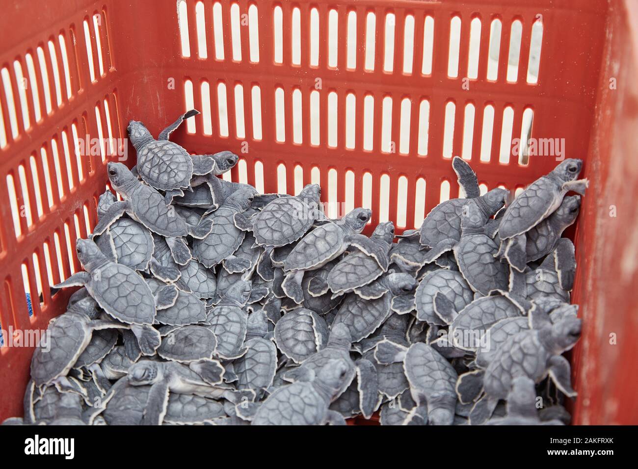 Une caisse de tortues de bébé récemment hachées attendant que la tombée de la nuit soit libérée dans la mer à Cancun, au Mexique Banque D'Images