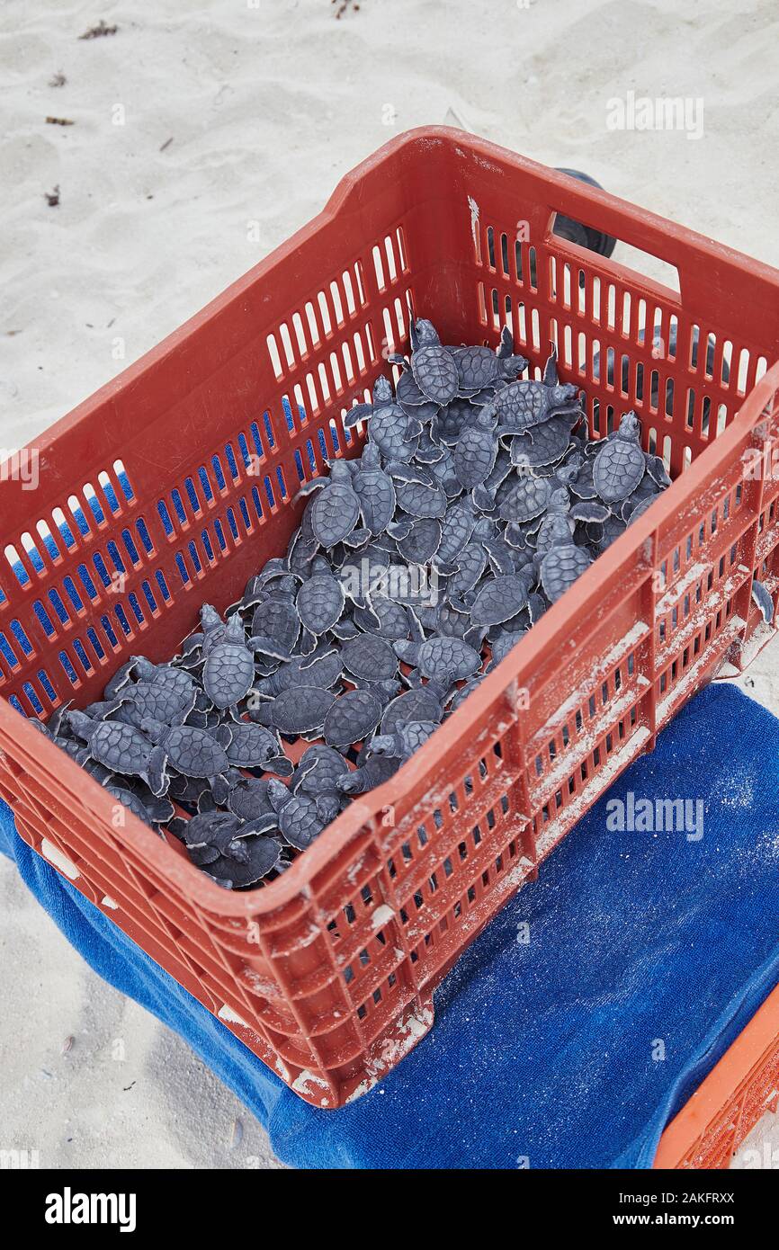 Une caisse de tortues de bébé récemment hachées attendant que la tombée de la nuit soit libérée dans la mer à Cancun, au Mexique Banque D'Images