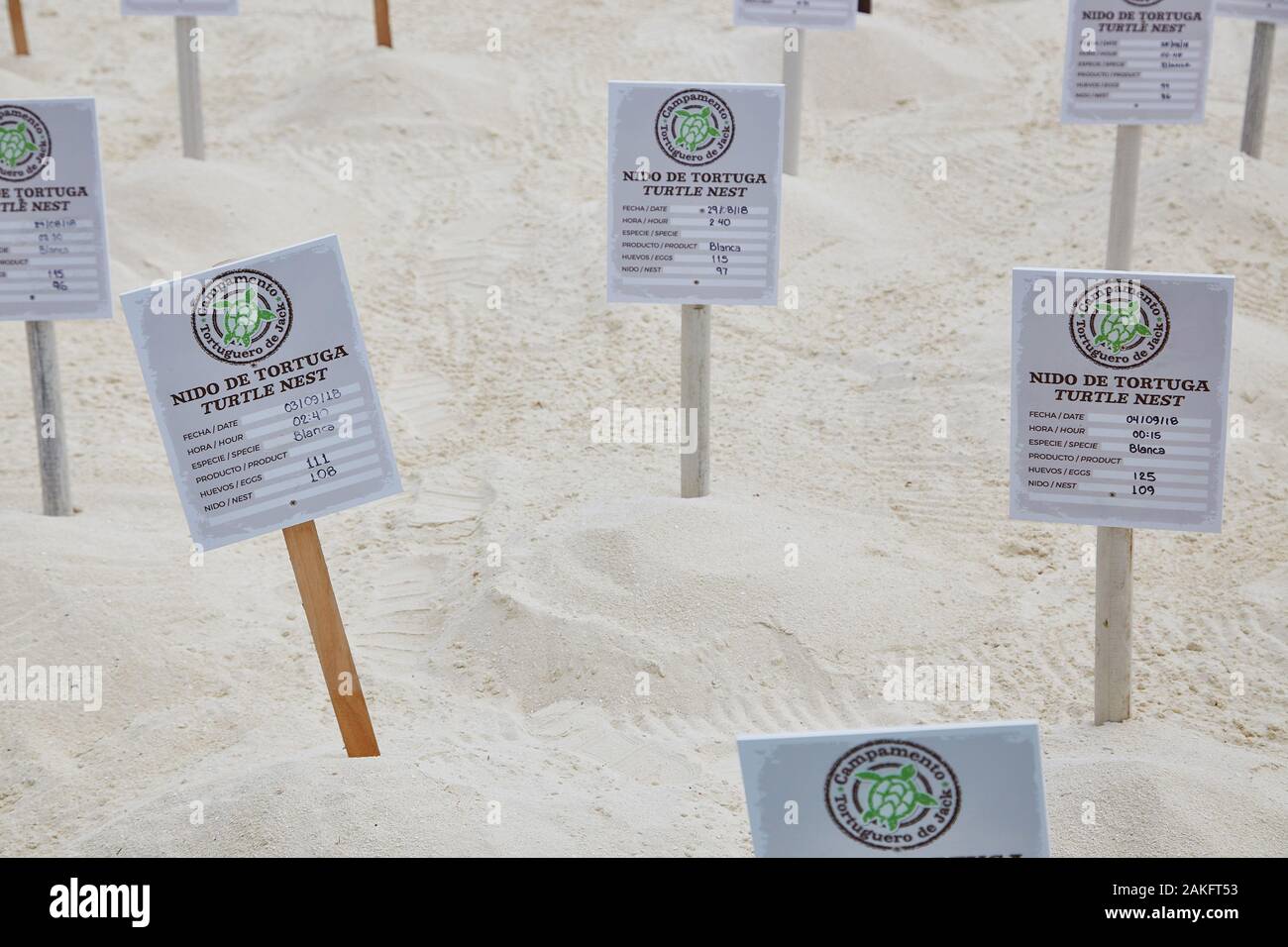 Une enceinte protectrice pour nid d'œufs de tortue où les œufs sont surveillés jusqu'à ce qu'ils soient hachés puis relâchés dans la mer à Cancun, au Mexique Banque D'Images