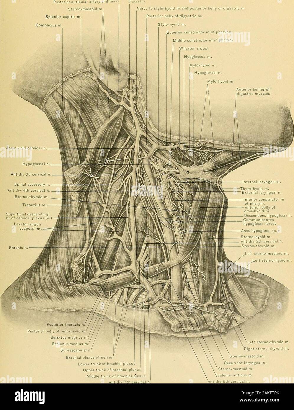 Anatomie chirurgicale : un traité sur l'anatomie humaine dans son  application à la pratique de la médecine et de la chirurgie. Les navires  d'COU.140 CLXXXl la plaque du nerf pour stylo-hyold m.et