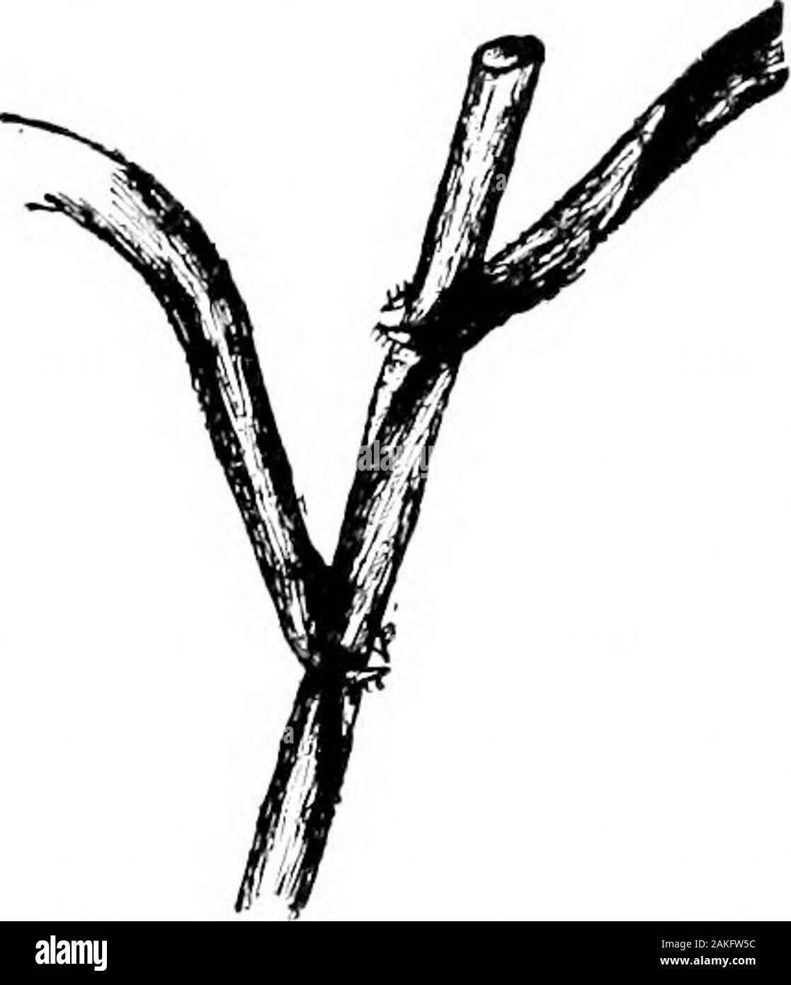 Le sud de grandes cultures (à l'exclusion des plantes fourragères) . ng. Thisformation de tiges de fleurs inférieures à l'undergroundnodes de chaque tige explique comment et pourquoi les grains de blé et d'othersmall timon ; c'est, ils produisent un certain nombre d'ofstems une seule graine. Plus le betweenplants l'espace et plus les précipitations et fourniture de denrées alimentaires d'origine végétale, le plus grand est le nombre de tiges d'un singlecrowir. u LE SUD DE GRANDES CULTURES 37. Les feuilles. - Les feuilles de blé de largeur variable, andeven à l'ombre de vert. En règle générale, elles sont plus étroites que les feuilles d'orge. andoats Les jeunes plants de blé de l'espèce d'habitude Banque D'Images