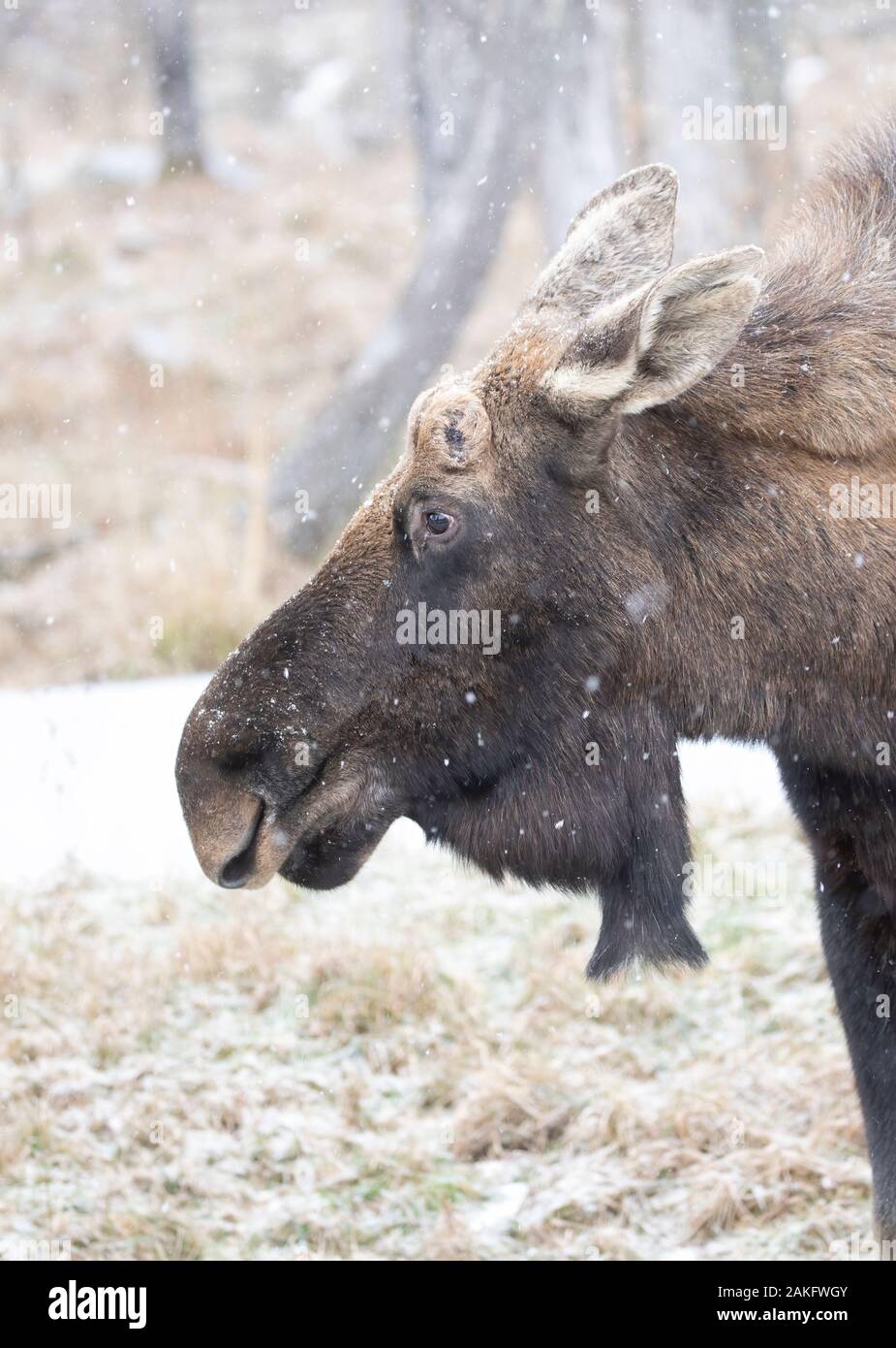 Bull Moose a chuté avec panache libre debout dans la forêt avec la neige qui tombe en Canada Banque D'Images Bull Moose a chuté avec panache libre debout dans la forêt avec la neige qui tombe en Canada Banque D'Images