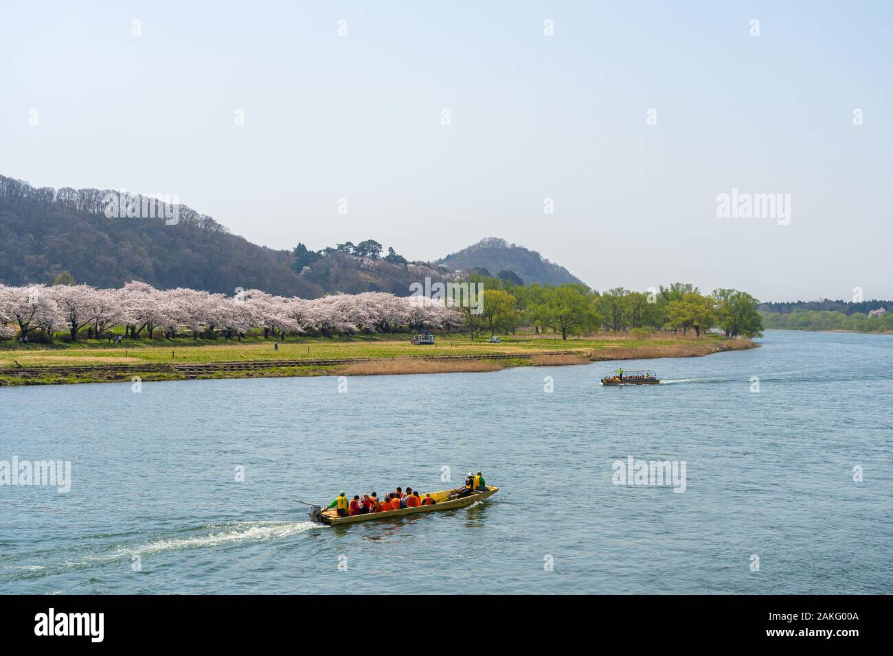 Des bateaux touristiques sur la Kitakami. Tenshochi Park au printemps journée ensoleillée matin. Scène rurale avec la beauté pleine floraison fleurs sakura rose Banque D'Images