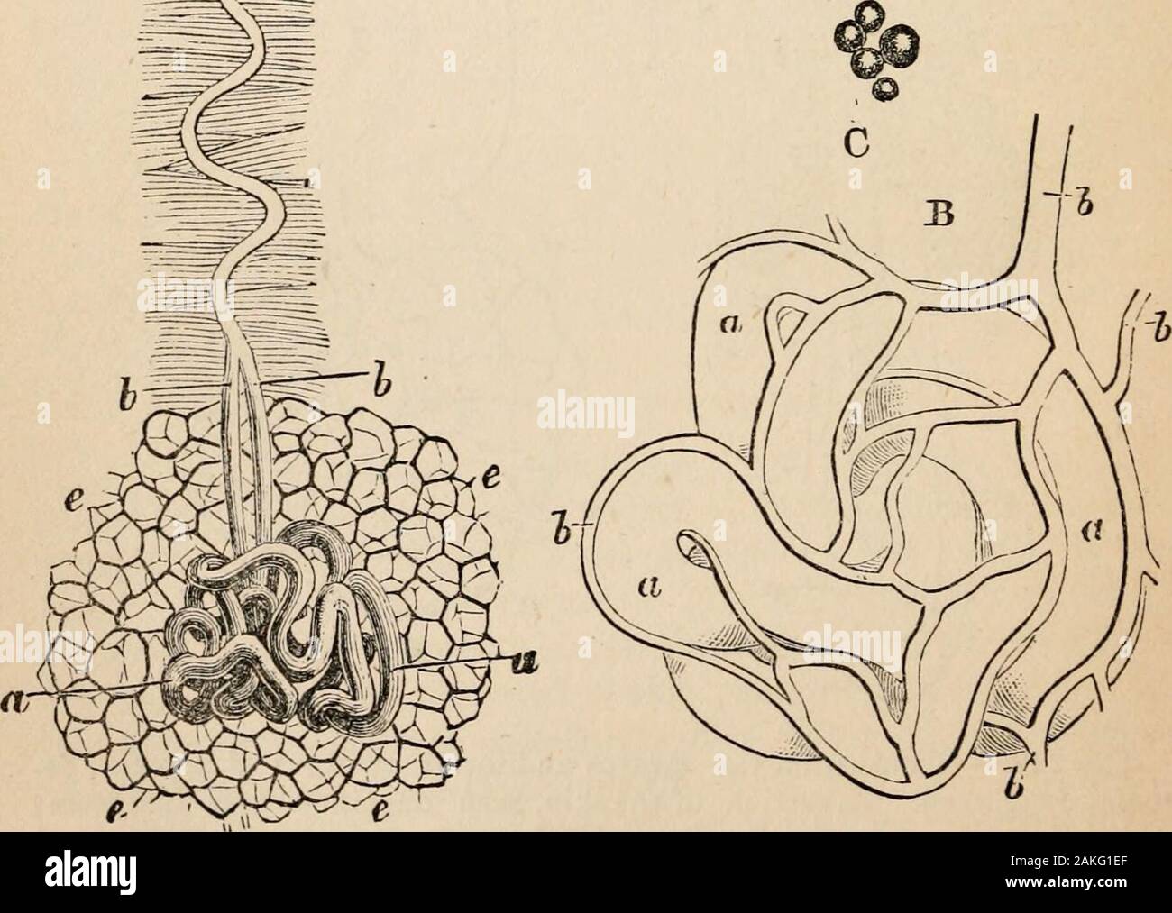 Schéma Plan Sagittal De L animal Vertébré à Respiration Aérienne Glandes salivaires chez les annimaux Banque de photographies et d'images à haute résolution - Alamy
