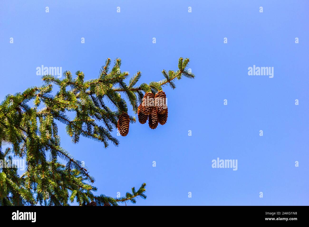 Branches de sapin avec les cônes contre le ciel bleu en plein soleil Banque D'Images