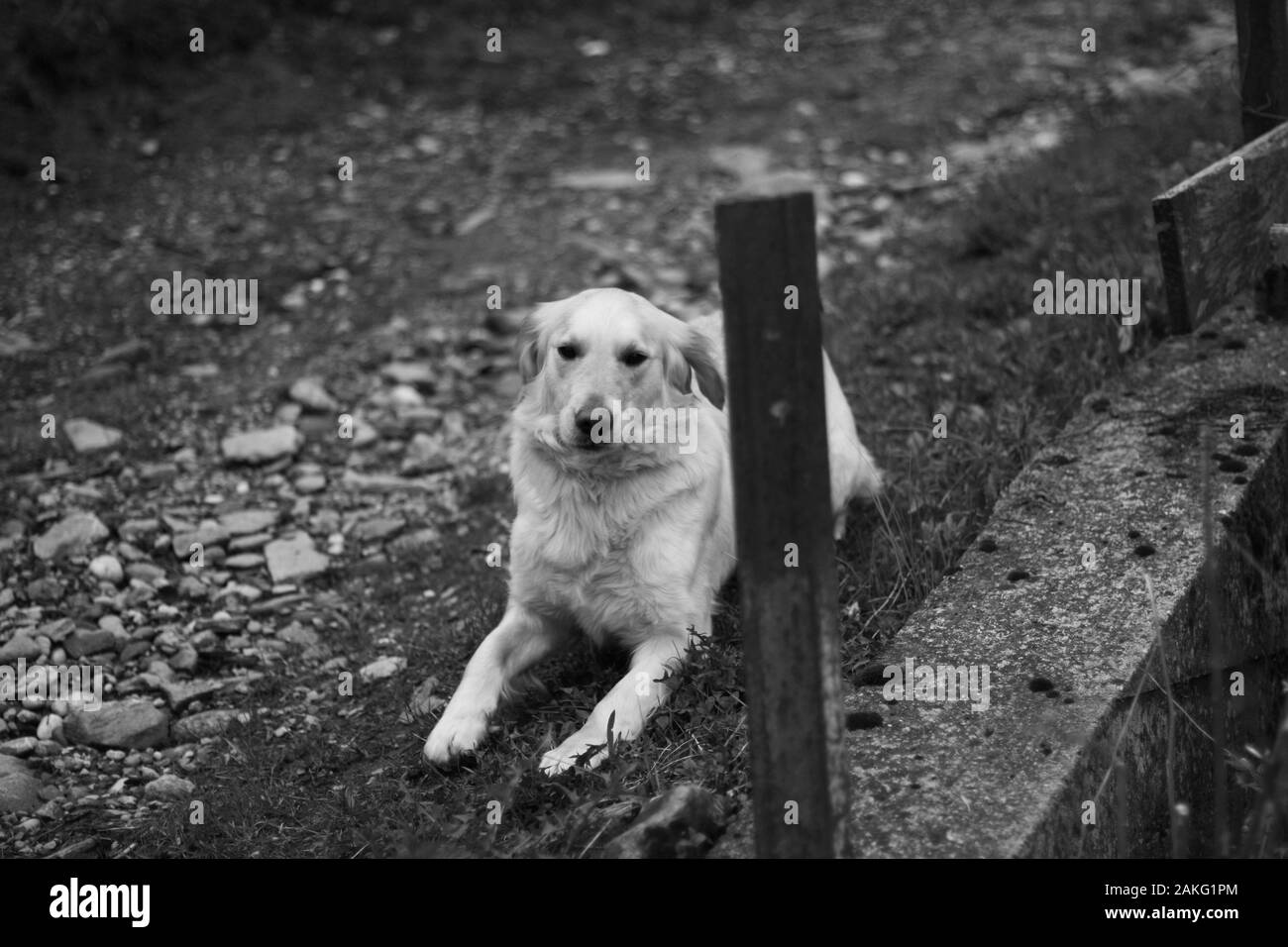 Chien Labrador à la ferme. La photo est en noir et blanc Banque D'Images