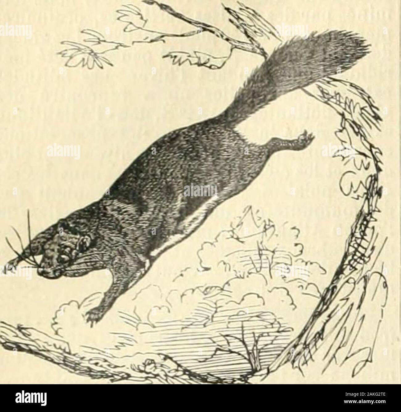 Nouveau dictionnaire encyclopédique illustré universel : répertoire des connaissances humaines . Polan ?ro[)f 652 POLE the décureuils volants. Le polatoioehc sciuropterus vo-lant (volniis) se trouve en Sibérie;le poUitouche de lAmérique du Nord (sciurop-terus hudsonius) se rencontre aux Etats-Unis, à lE. du Mississipi lun et lautre ; suut. De Potatouche Sciuropterus lAniériijue du Nuid (hudsonius). À peu près de la grosseur de notre écureuil.Ils sont inoffensifs et faciles à apprivoiser. Cesont des animaux essentiellement nocturnes. POL DE LÉON-,Saint-l, ch.-l. de cant.. arr.et à j-2, de l'UIL N,-0 Banque D'Images