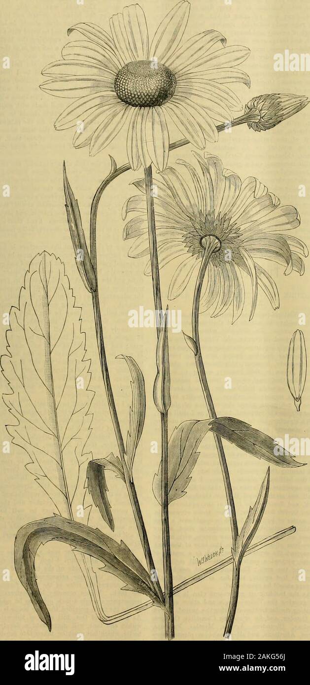 L'Gardeners' chronicle : un journal illustré hebdomadaire de l'horticulture et des sujets . FIMBEIATDM Ltlldl OnCIDIOM,. Ici nous n'avons pas seulement une très jolie petite plante,mais une rareté de première classe. Il a été décrit par le Dr Lindley plus d'un demi-siècle, à partir d'un dessin d'un simple fleur, dans le portefeuille de Francis Bauer,•ind qui est aujourd'hui conservé au British Museum.Une copie de ce dessin est aussi conservé dans LindleysHerbarium à Kew. L'autre jour, j'ai reçu une largepanicle avec de nombreuses branches filiformes, withflowers chargée, au sujet de la taille de ceux d'O. cornigerum, Lindl., de MM. Jacques V Banque D'Images